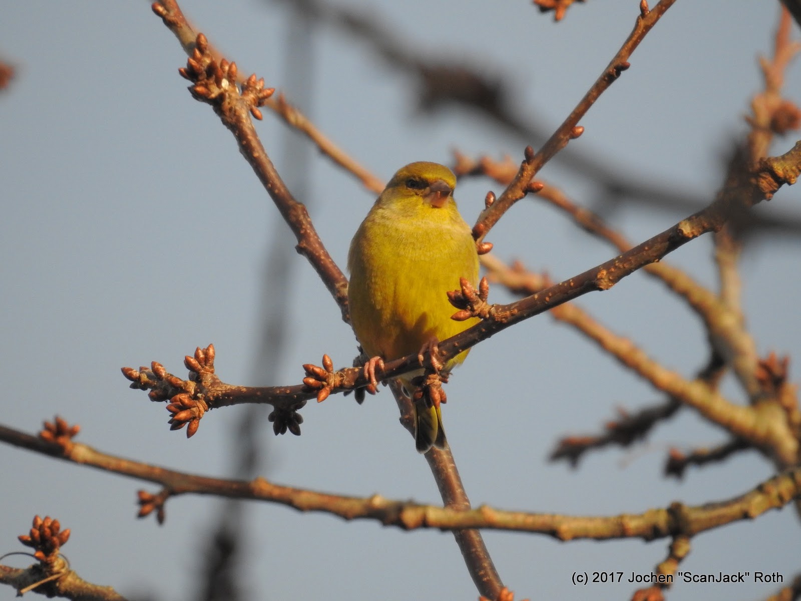 Wintervögel im Garten