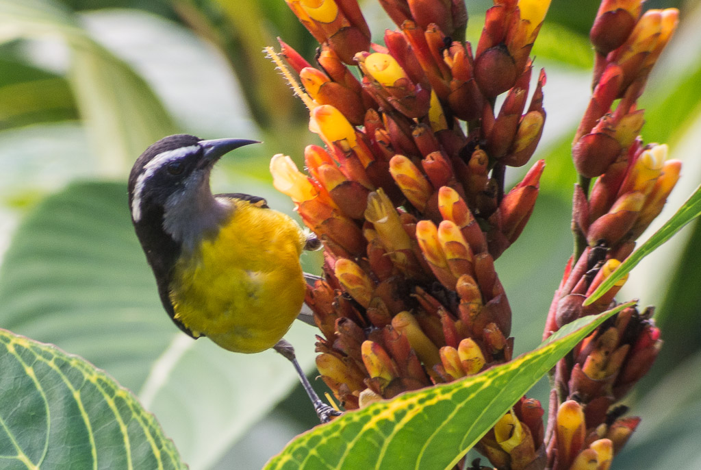 Len's Lens Confessions of a digiscoper TrinidadTobago Bananaquit