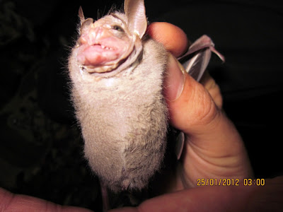 bats Nicaragua