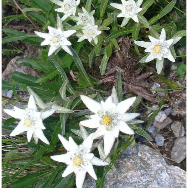 Gambar Bunga Edelweis Yang Cantik dan Langka  Kumpulan Gambar