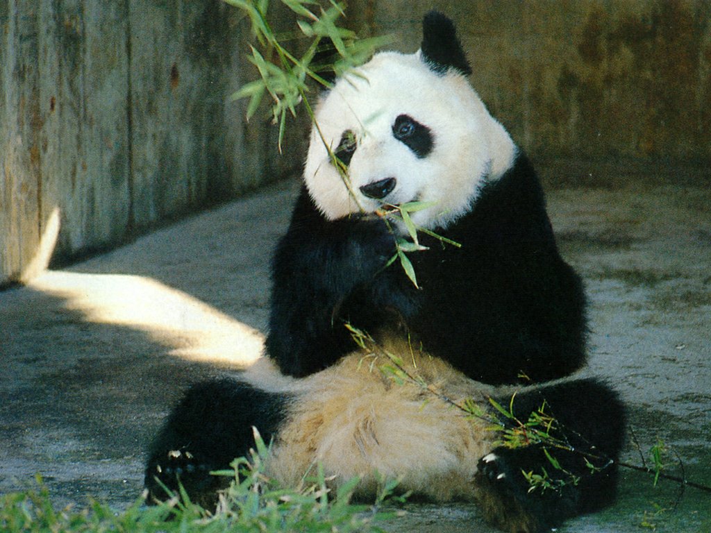 Funny panda desktop wallpaper |Funny Animal