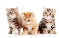 http://cats.lovetoknow.com/Taking_Care_of_Kittens