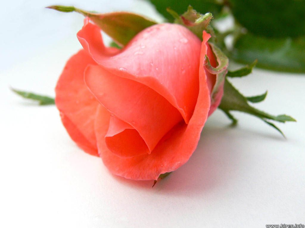 Wedding Flowers Flower For Respect Dark Pink Roses
