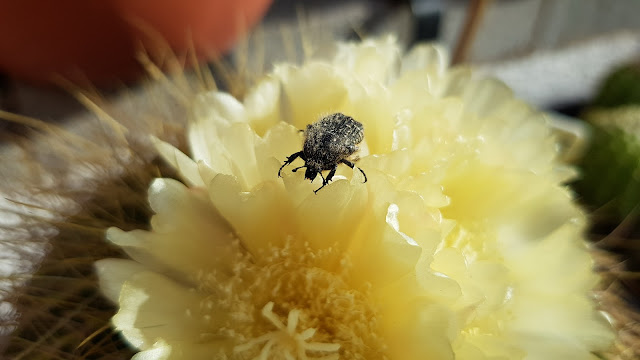 Oxythyrea funesta escarabajo del sudario coleóptero