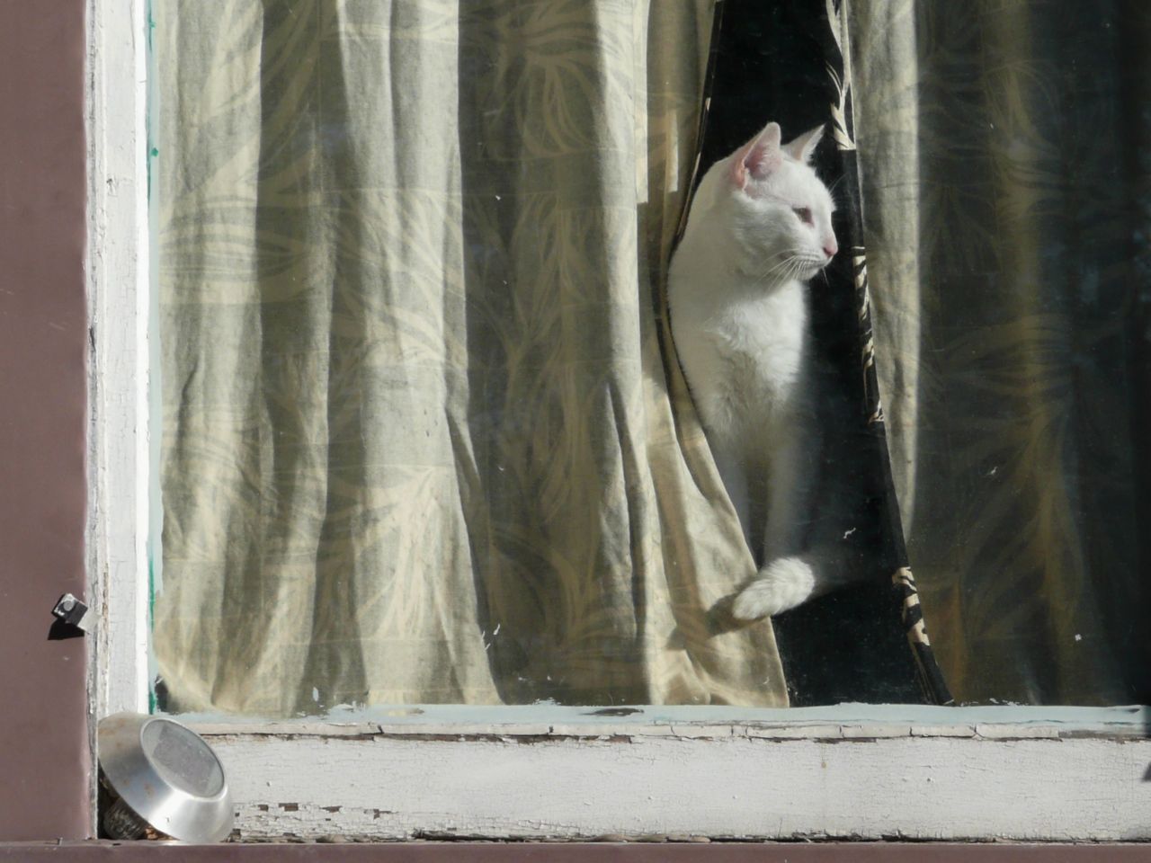 SightLines cats in windows