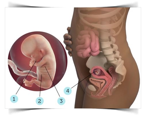 gebeligin 11 haftasinda anne karninda bebek gelisimi gorunumu ve annedeki degisiklikler big bilgi