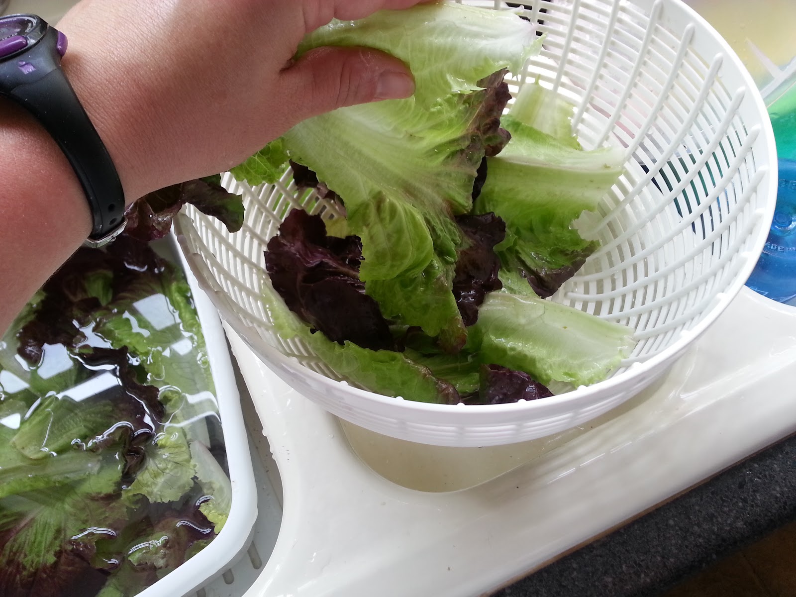 full tummies Lettuce Prep and Storage