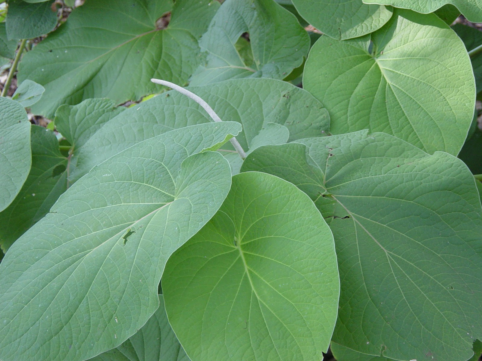 Garden Ally No Frozen Root Beer Here