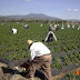 Fiscalización de la Dirección del Trabajo devela precariedad laboral de temporeros en Chile