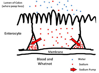 Intestines Water Absorption: Sodium
