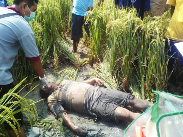 Mayat Pria Ditemukan Tergeletak di Sawah Sukodono Sragen Yang Ditemukan Dalam Kondisi Telungkup