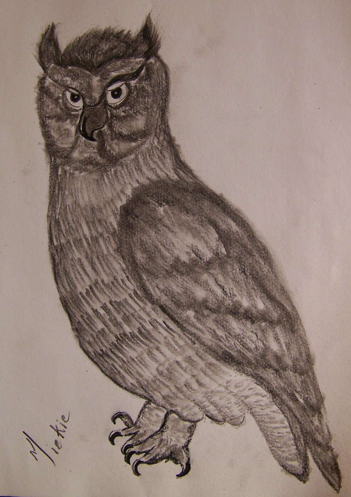 realistic drawing of owls