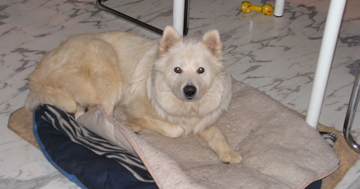 Die Stille, wenn ein Hund nicht mehr bellt (für Koka)