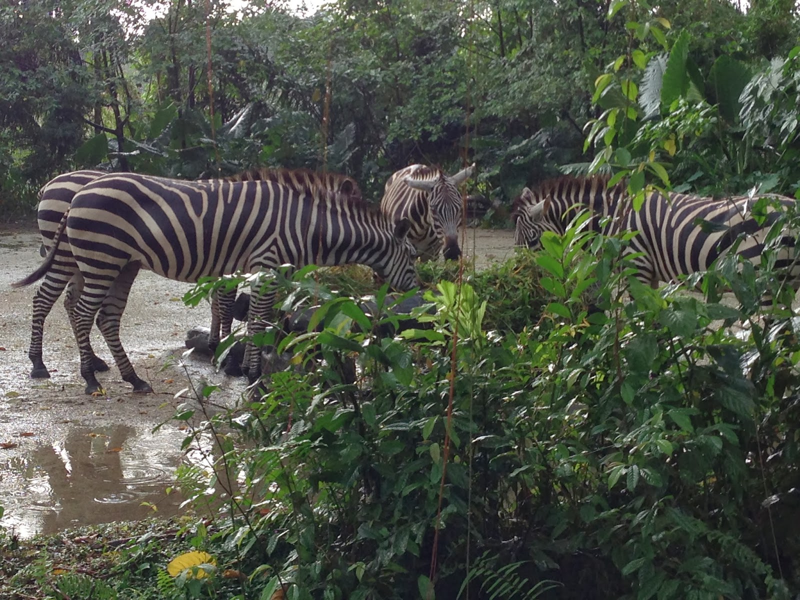 Singapore Zoo tickets-Singapore Zoo Night SAFARI-singapore ZOO review
