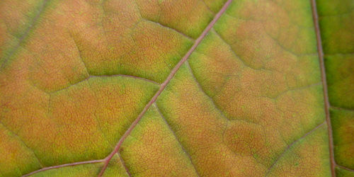 15+ Free Leaf Green Brown Textures Download