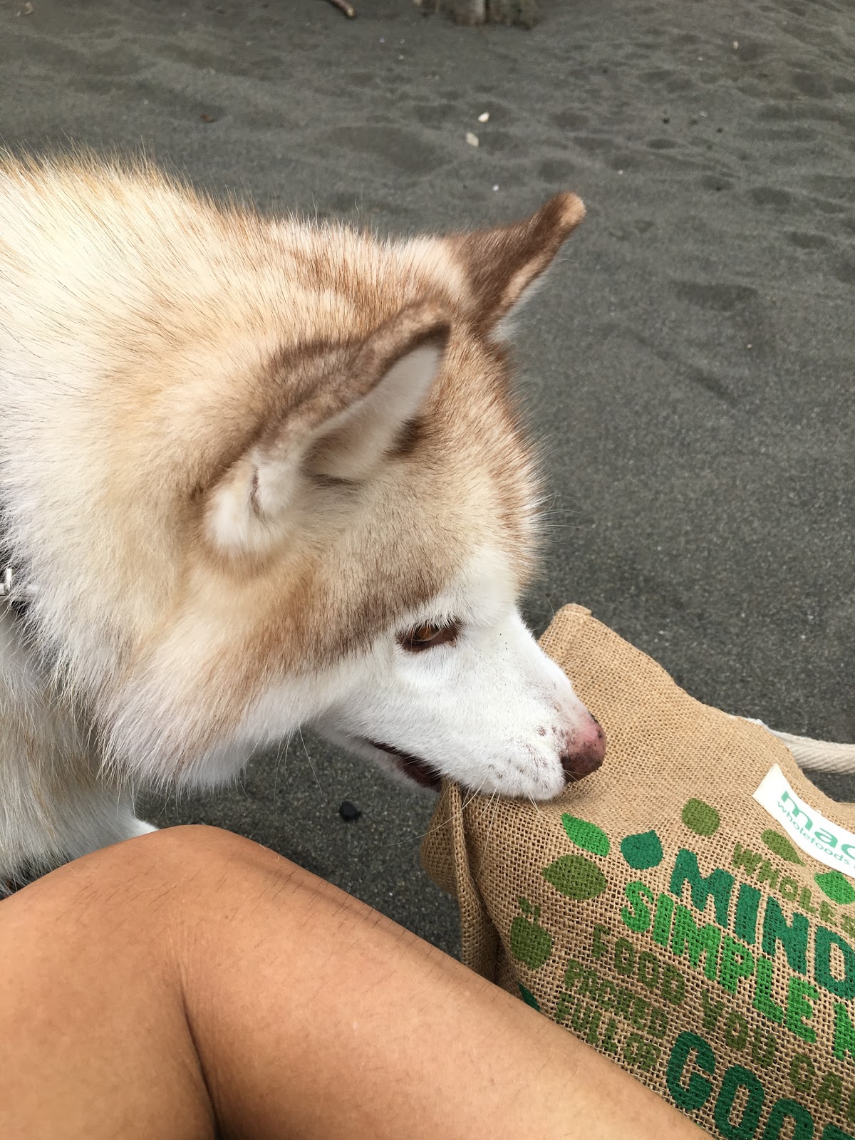 スシロー君のお散歩