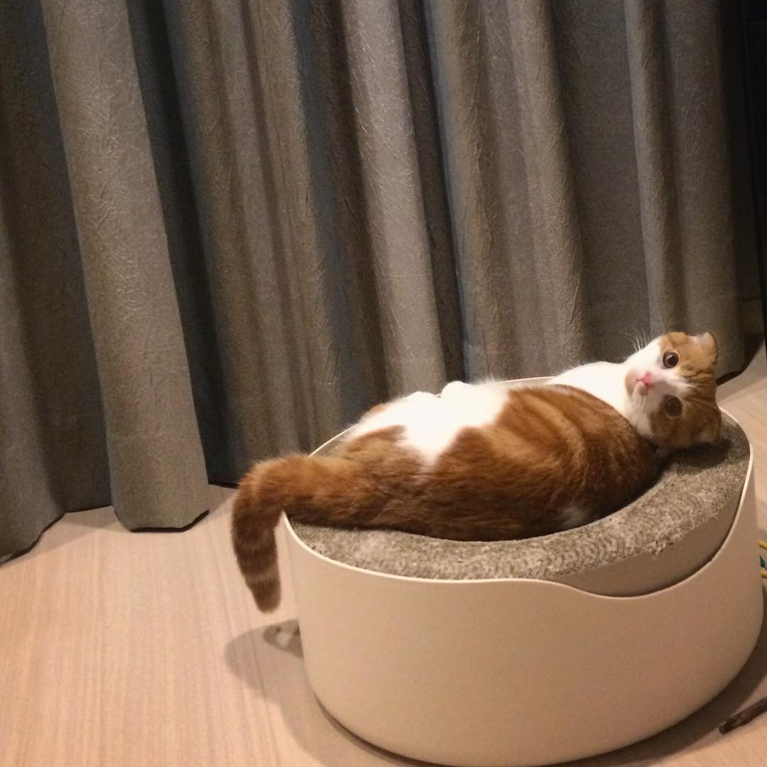 강지영네 고양이 인스타계정 팔로한 구하라 | 인스티즈