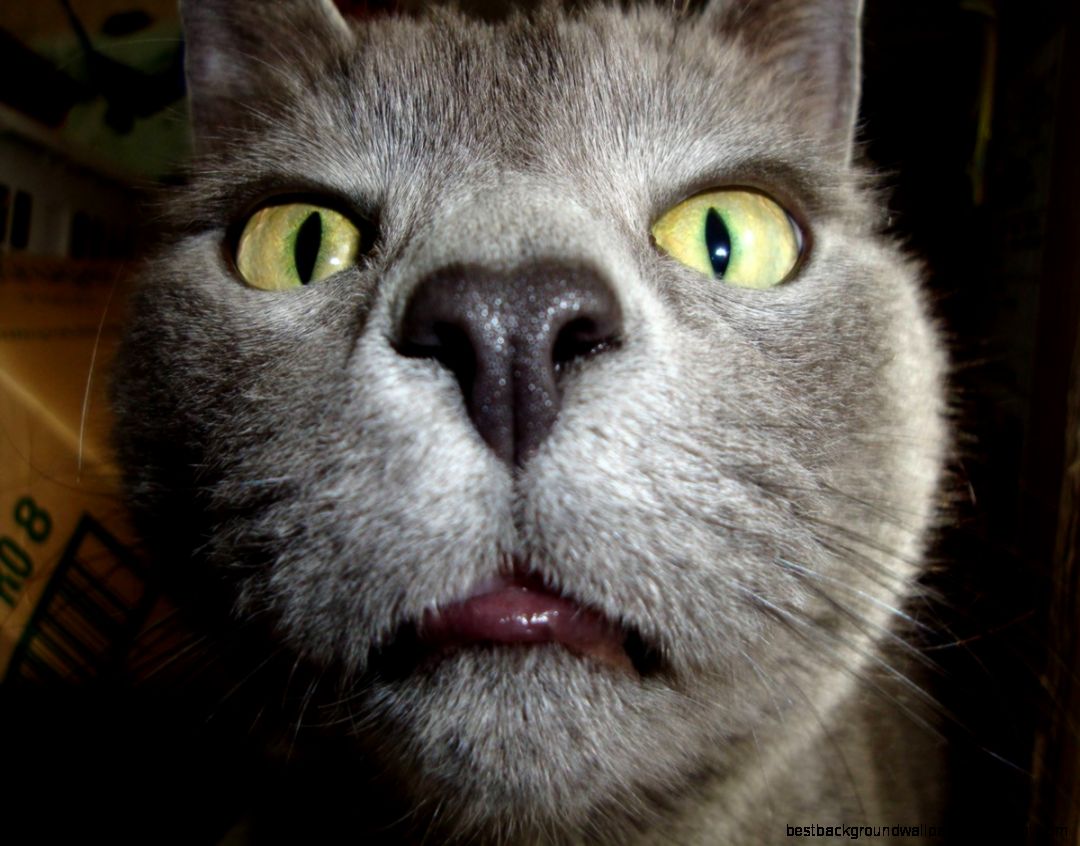 Funny Cat  1200x900px  568575