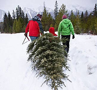 Pictures Portal: Christmas Tree Tax Announced