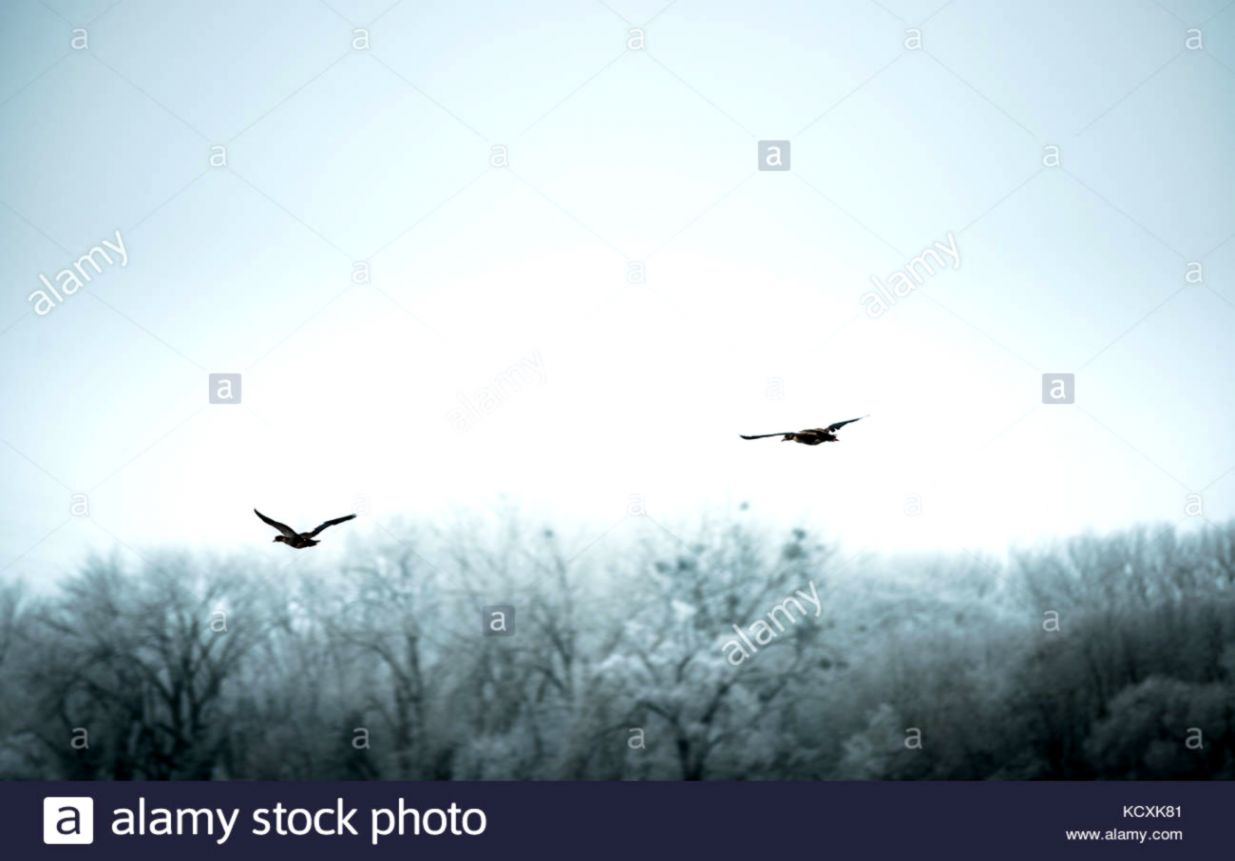 Winter Birds Flying