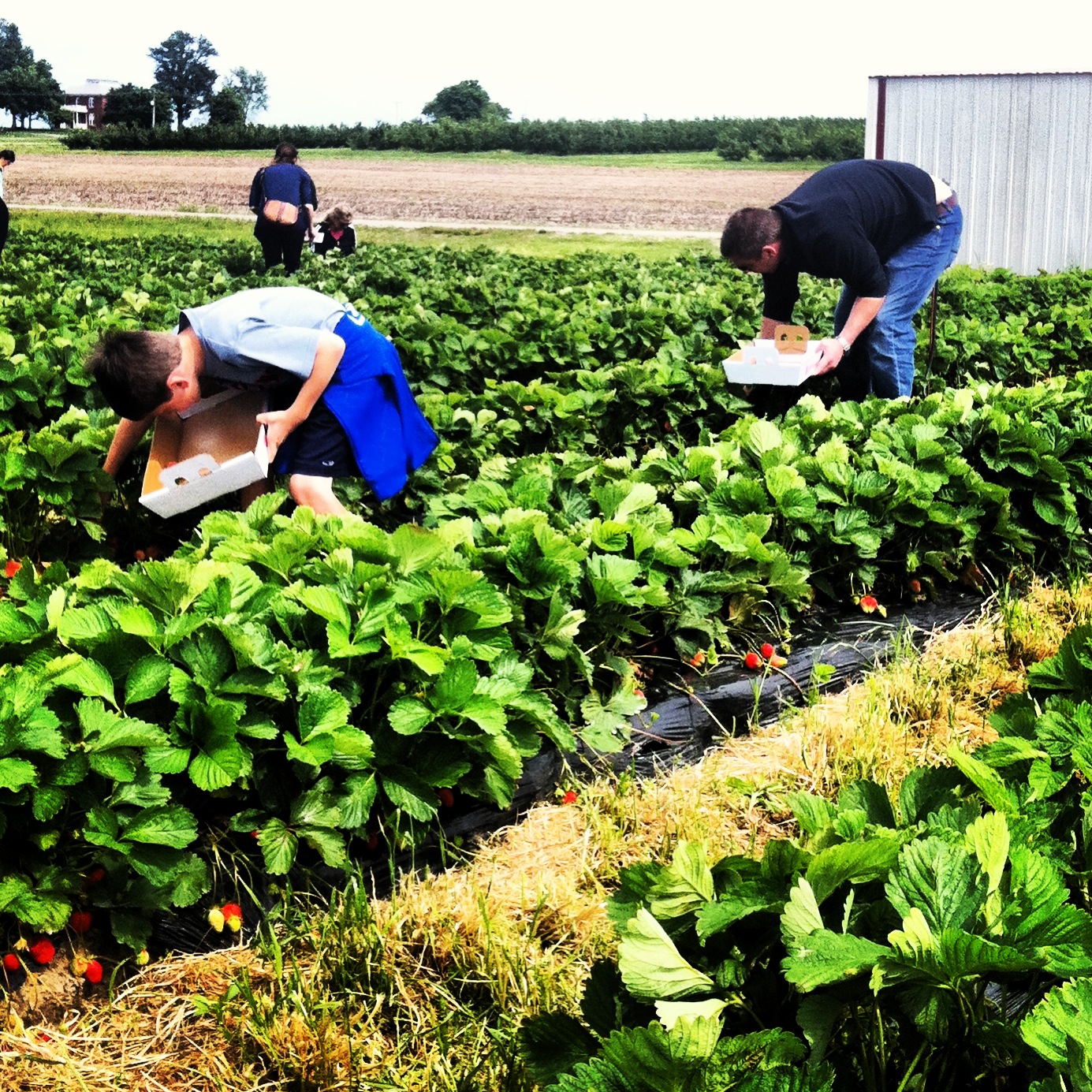 Thing To Do Strawberry Picking! Charisa Darling