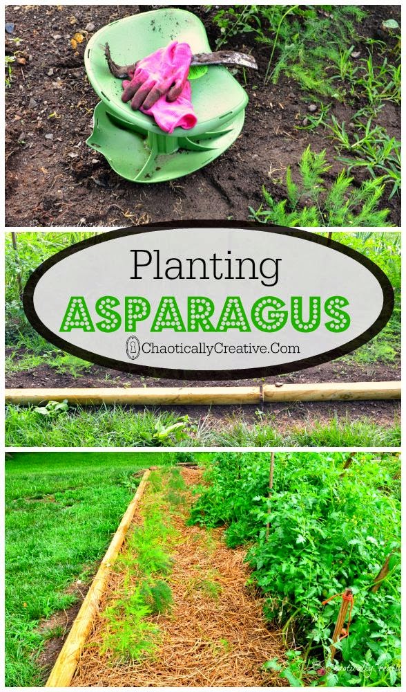 Planting Asparagus Stunning Things