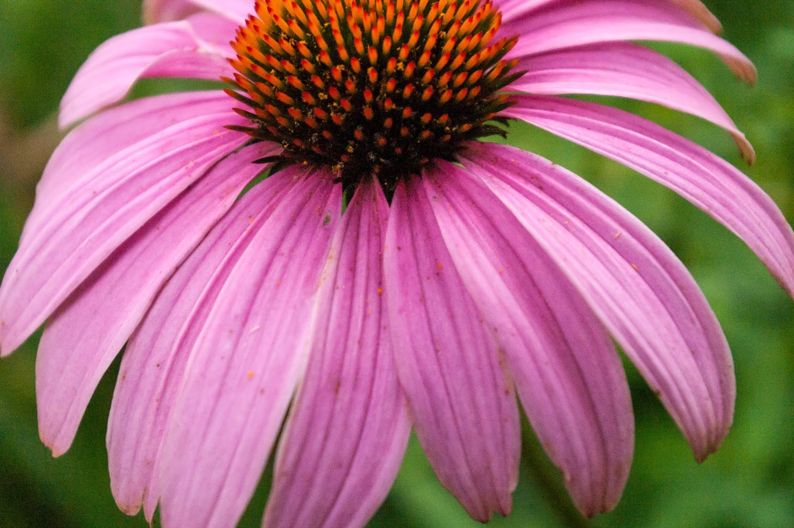 NEW SAVANNA Flowers, up close
