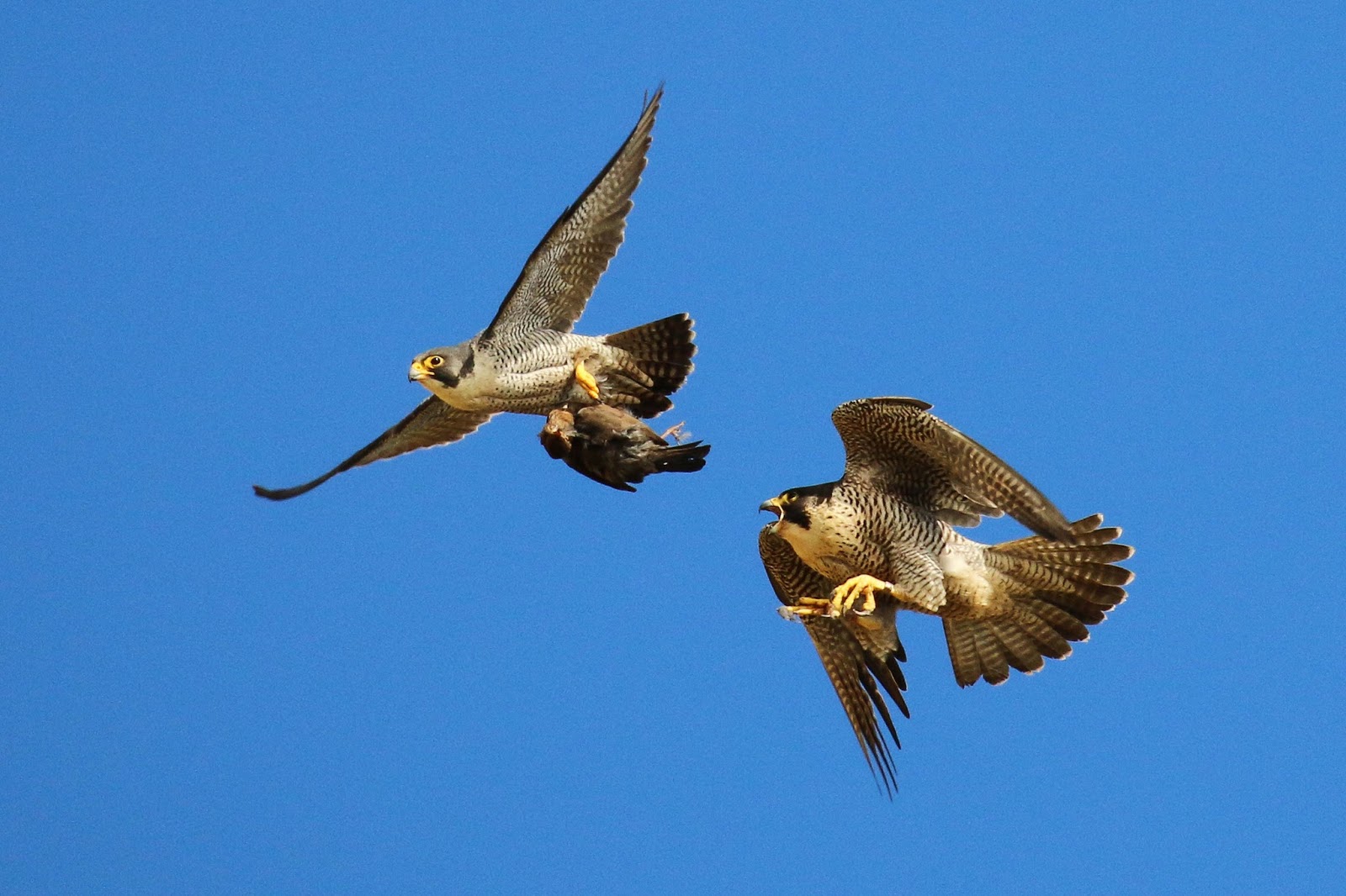 Wildlife and Landscapes Peregrine Falcons