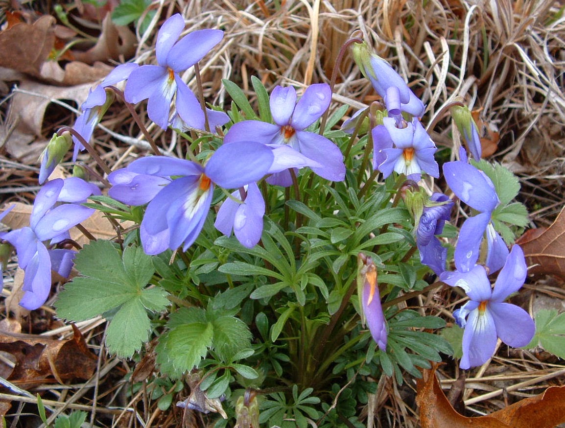 Blue Starr Gallery Wild Violets in Bloom