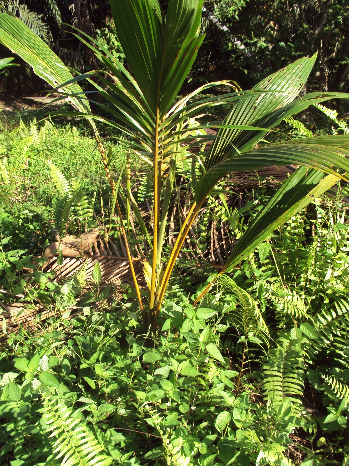 Hang Kebun: POKOK KELAPA TUMBUH TERBIAR