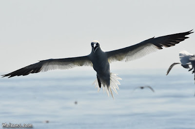 Mascarell (Morus bassanus)