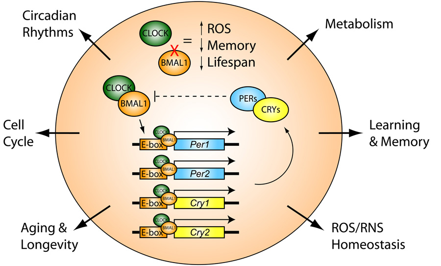 Beta Blog Link between biological clock and metabolic disorders