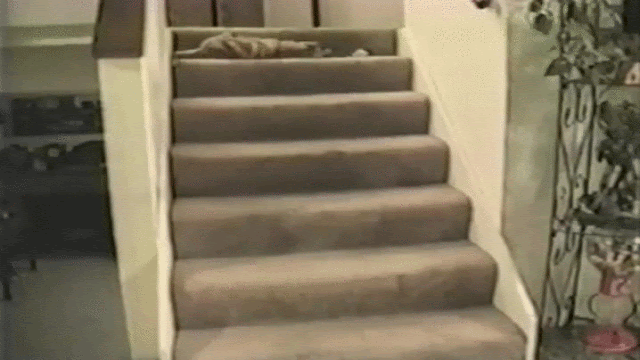 caturday.gif