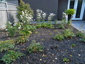 the danforth new garden design after autumn by Paul Jung Gardening Services Toronto