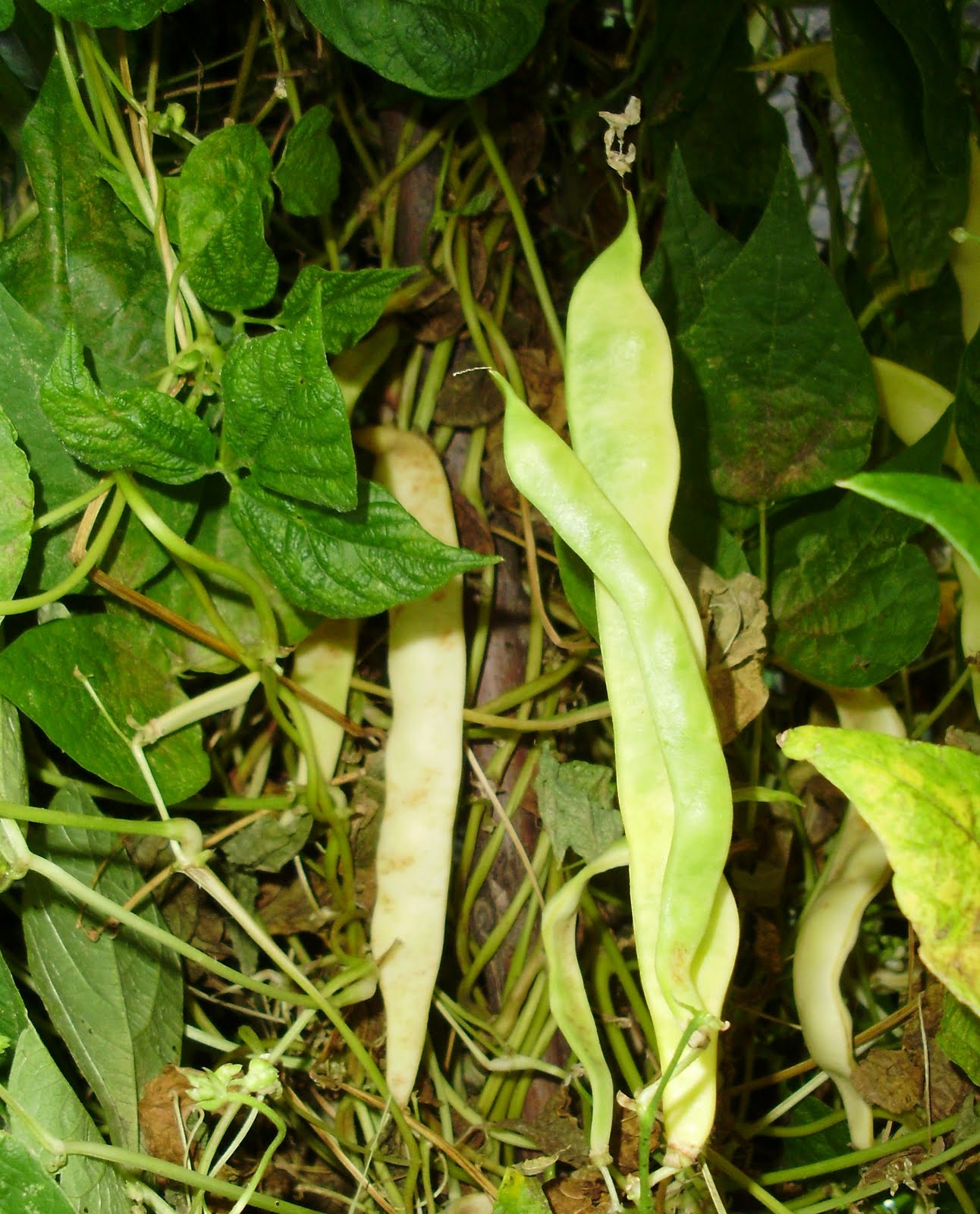 My dental Travel Experience in Romania Life (and eating) after Bone