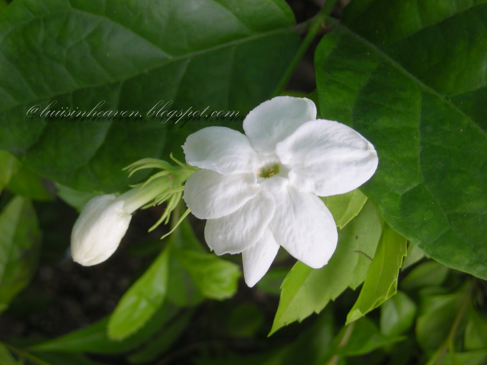 lui is in heaven Sampaguita