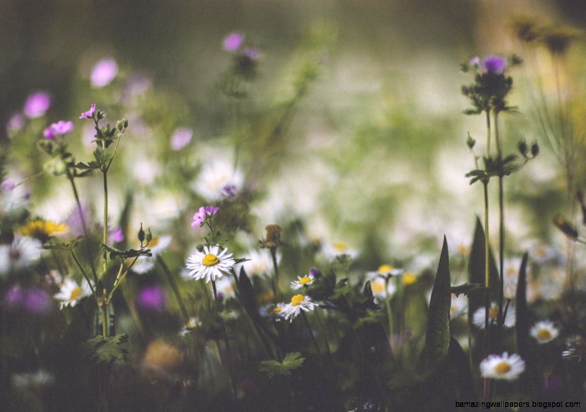 elenamorelli  its spring somewhere     I Sing The