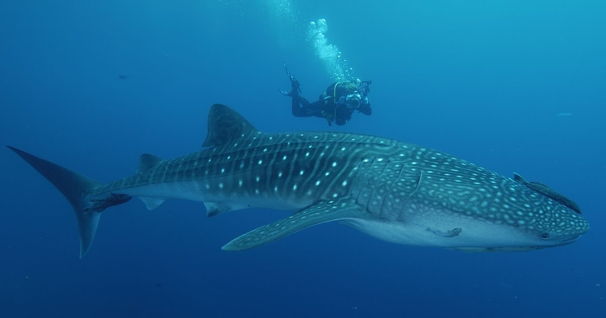 Pacific Coast - Baja Bound: Swimming with Giants