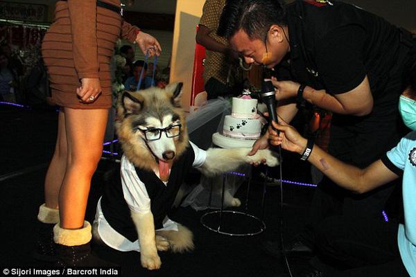 Lễ kết hôn của 2 chú chó Alaska trước sự chứng kiến của hơn 100 vị khách mời