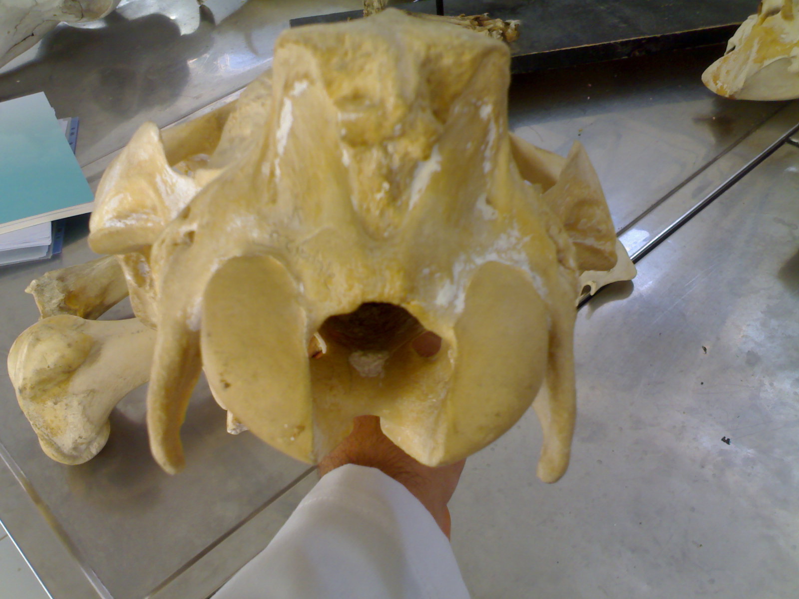 VETERİNER HAYVAN SAĞLIĞI HAKKINDA FAYDALI BİLGİLER ANATOMİ KEMİK RESİMLERİ