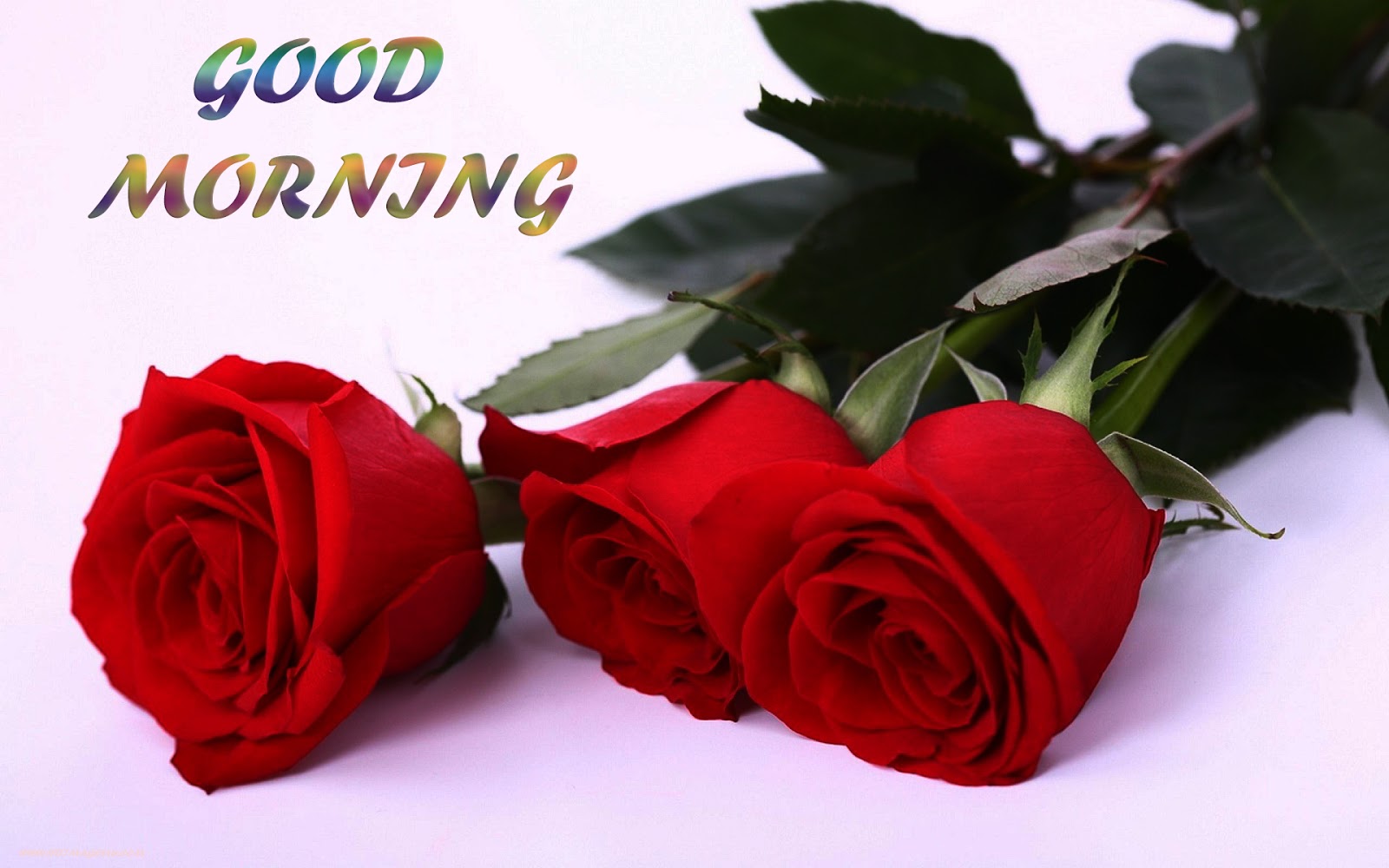 Day Wishes Pictures: Good Morning Red Rose Hd Images