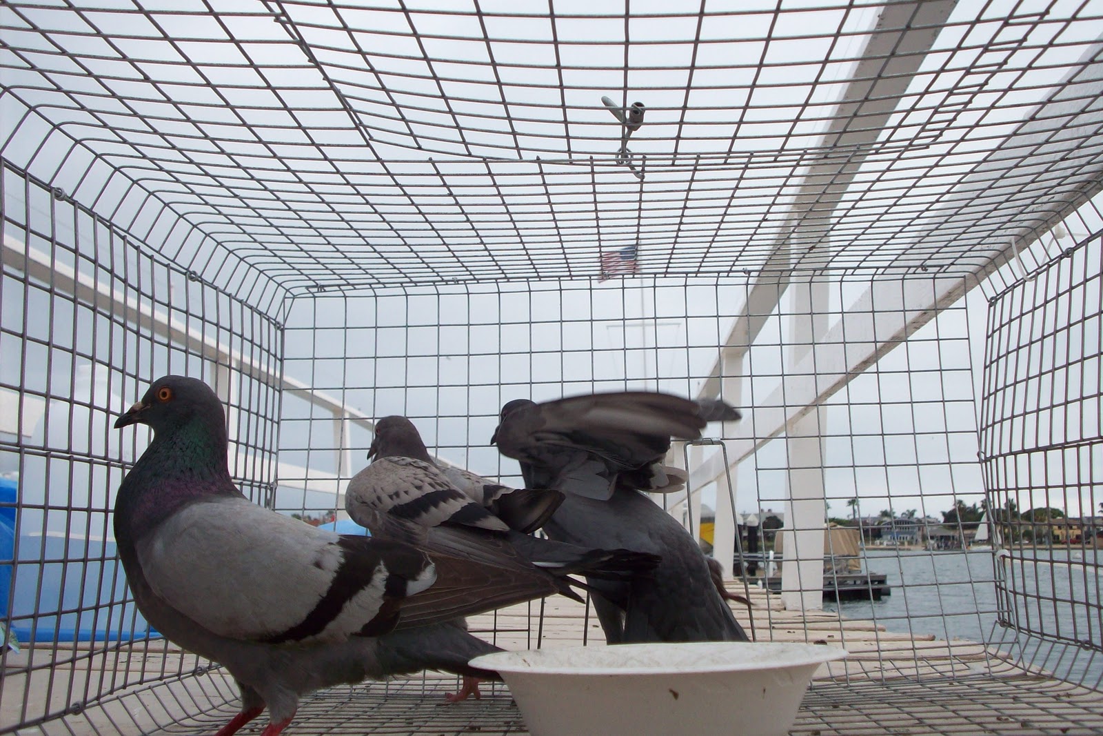 All City Animal Trapping Salt Lake City Bird Control, Salt Lake City