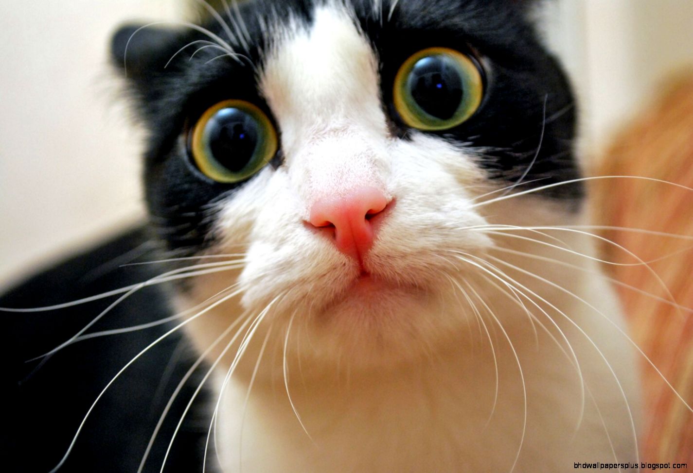 funnycats0017O