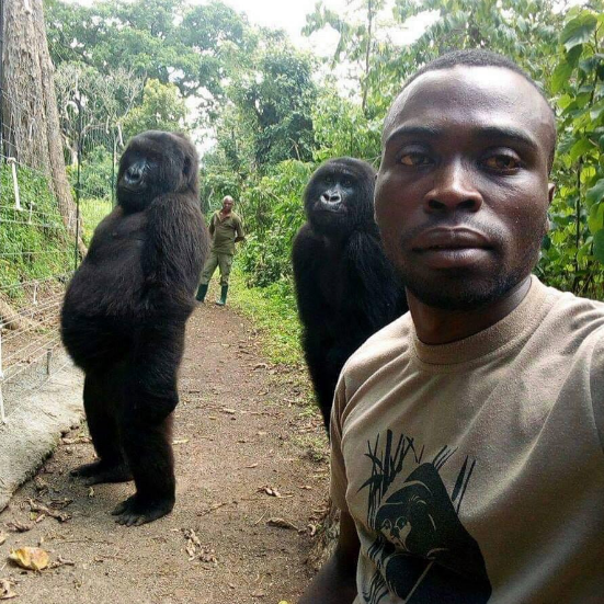 La historias tras la foto viral de un guardabosques con dos gorilas muy humanos