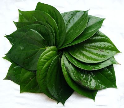 Chữa bệnh trĩ bằng lá trầu không