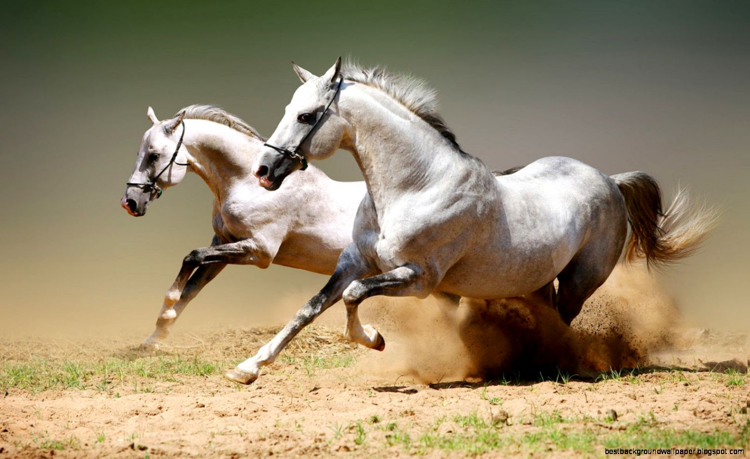 Horse Running White Horses
