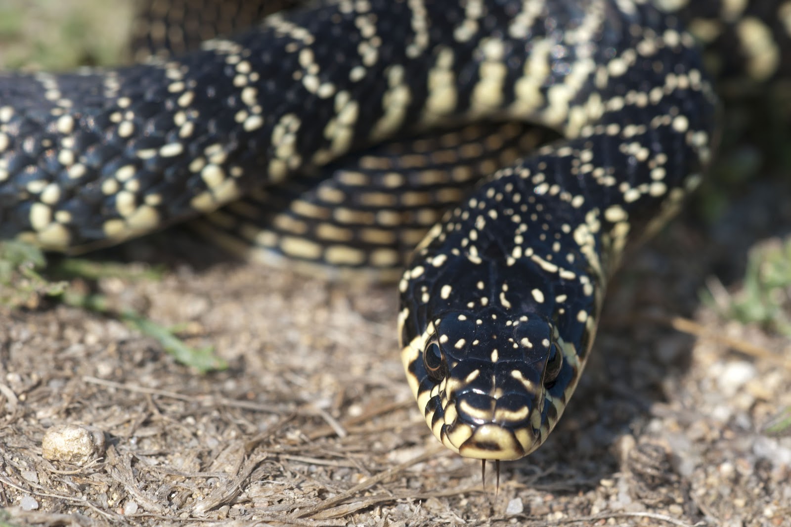 Yorkshire Field Herping and Wildlife Photography A Field Herping Trip