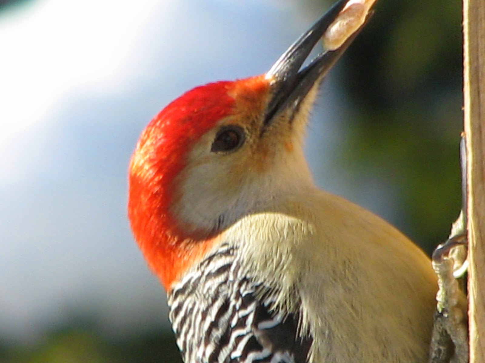 South Burlington birds: Red-bellied Woodpecker photos | Litter with a