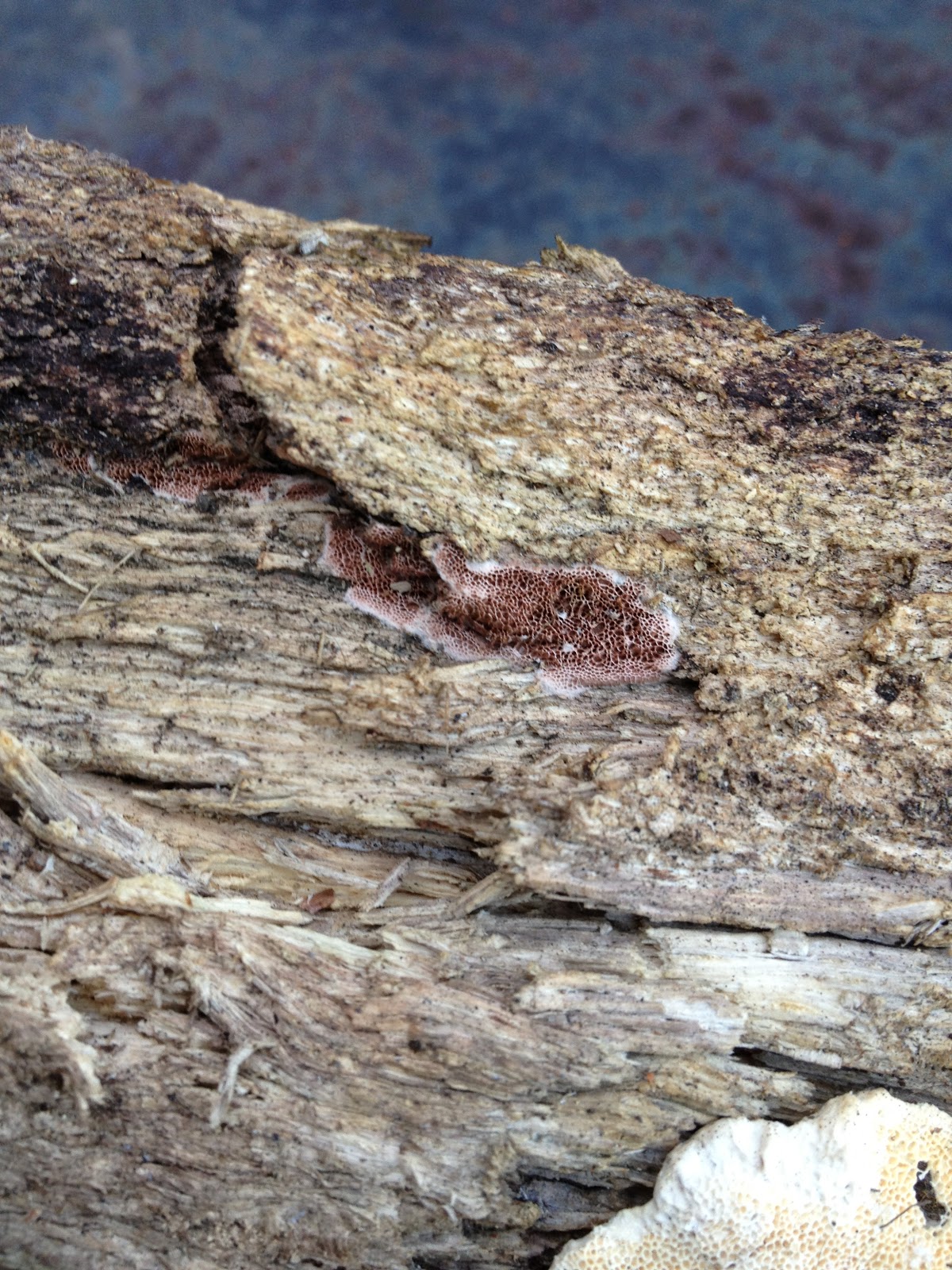 Classification Biology Project indian paint fungus