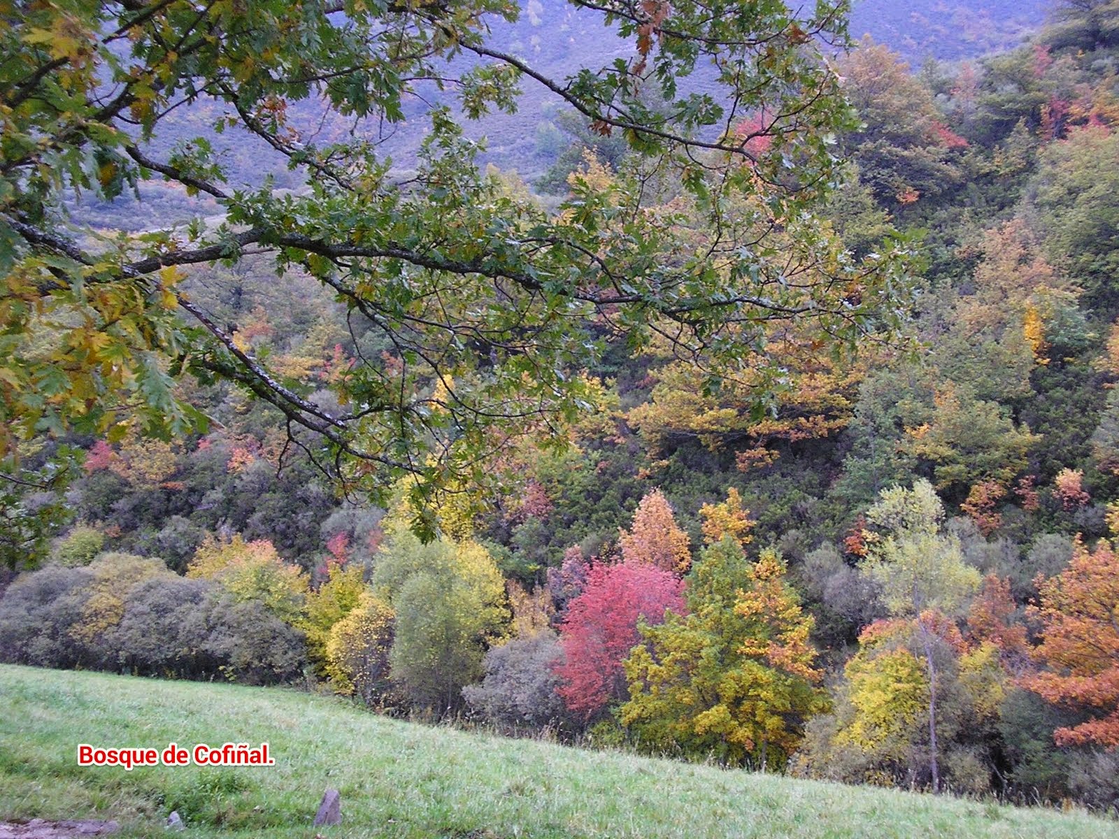 BOSQUE DE COFIÑAL.